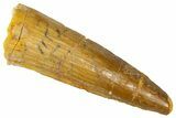 Fossil Spinosaurus Tooth - Real Dinosaur Tooth #368162-1